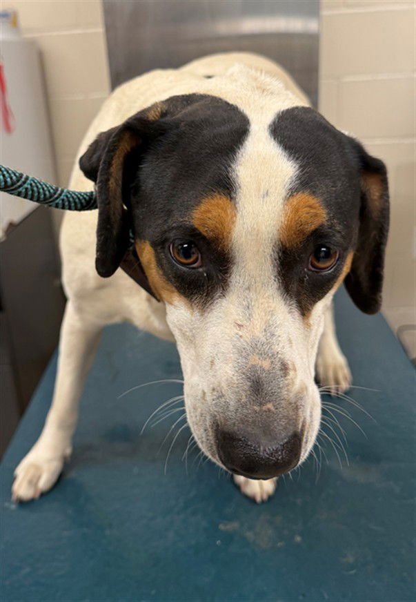 MINNIE - Australian Cattle Dog/Blue Heeler available for adoption