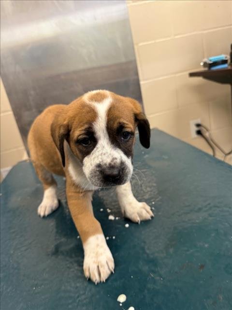 MARTIN - Saint Bernard available for adoption