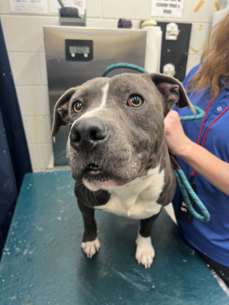 KONG - American Pit Bull Terrier available for adoption