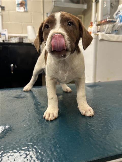 QUIGLEY - Labrador Retriever available for adoption
