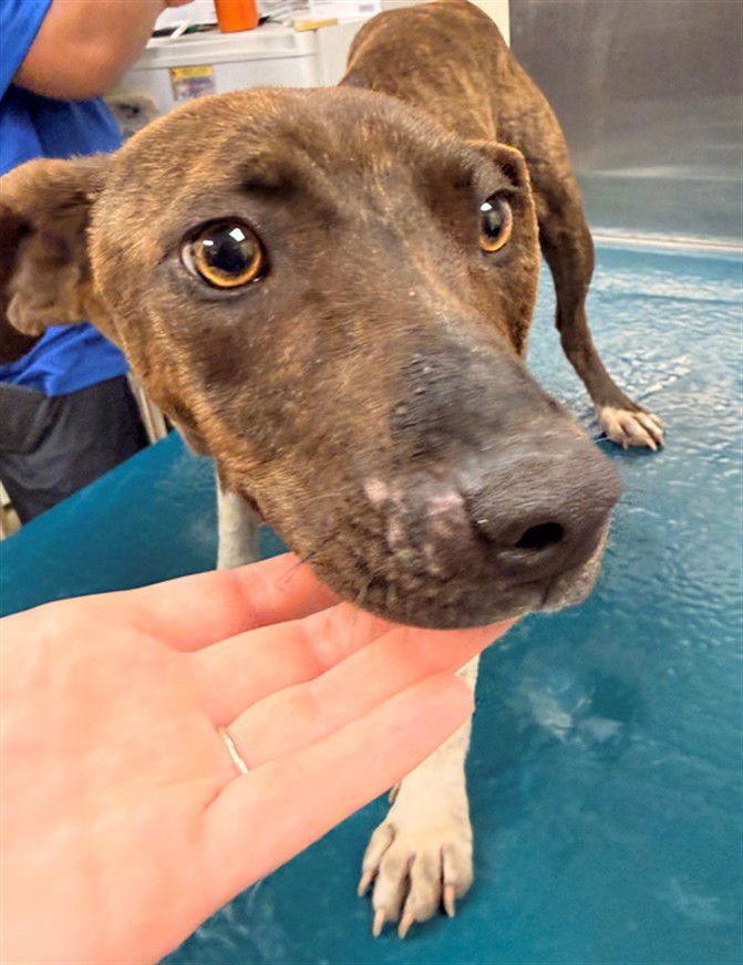 JOVIE - Jack Russell Terrier (Parson Russell Terrier) available for adoption