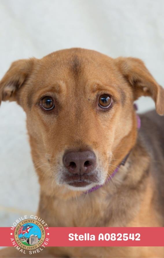STELLA - Labrador Retriever available for adoption