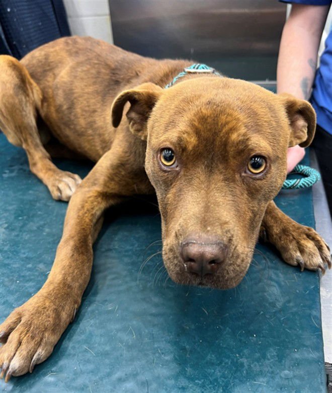 LOVE - American Pit Bull Terrier available for adoption