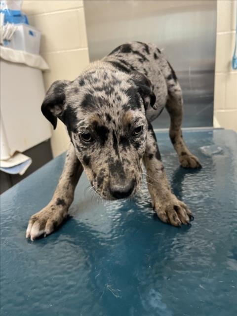 PATE - Catahoula Leopard Dog available for adoption
