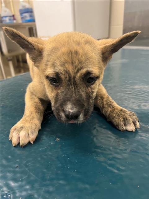 STARLA - Black Mouth Cur available for adoption