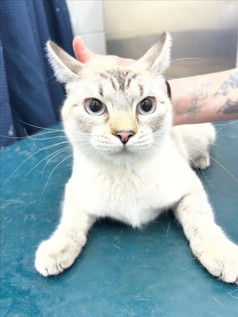 HANNAH - American Shorthair available for adoption