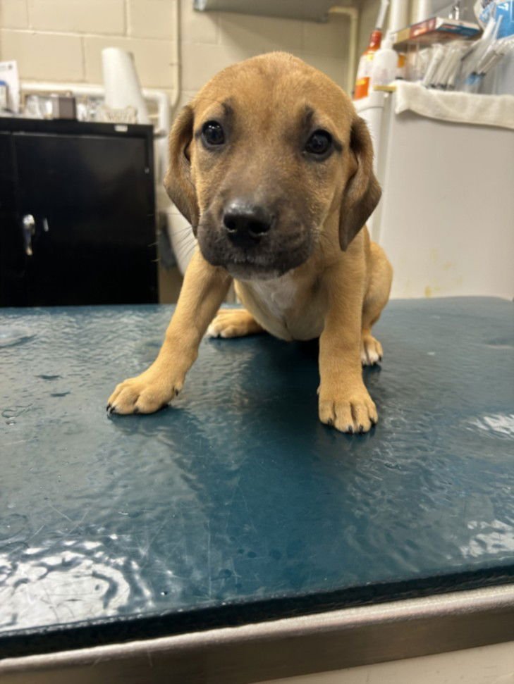 QUILL - Labrador Retriever available for adoption