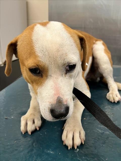 VERNON - Staffordshire Bull Terrier available for adoption