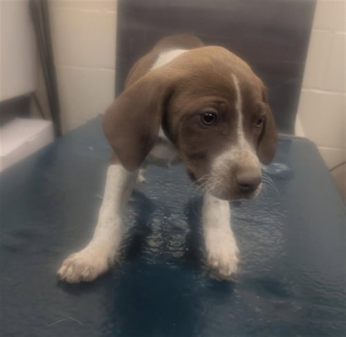 WINIFRED - German Shorthaired Pointer available for adoption