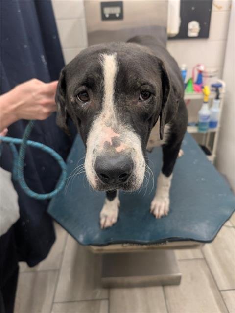 BETTY BOO - Labrador Retriever available for adoption