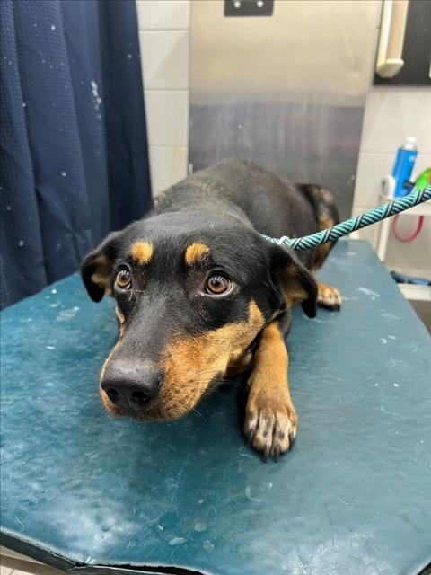 MURIEL - Black and Tan Coonhound available for adoption