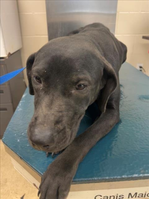 AVA - Labrador Retriever available for adoption