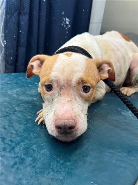 WINNIE - American Bulldog available for adoption