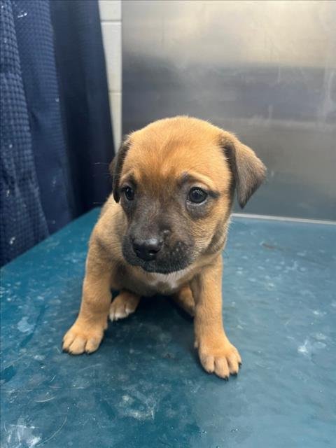 EMBER - Labrador Retriever available for adoption