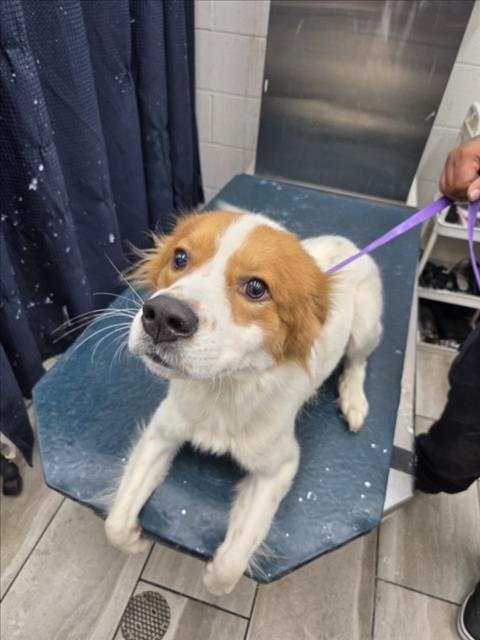 CHACHA - Border Collie available for adoption