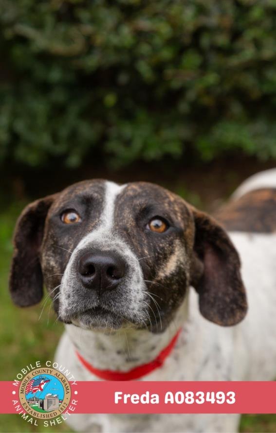 FREDA - Black Mouth Cur available for adoption