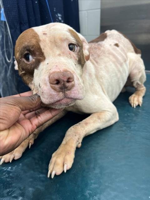 WILSON - American Bulldog available for adoption