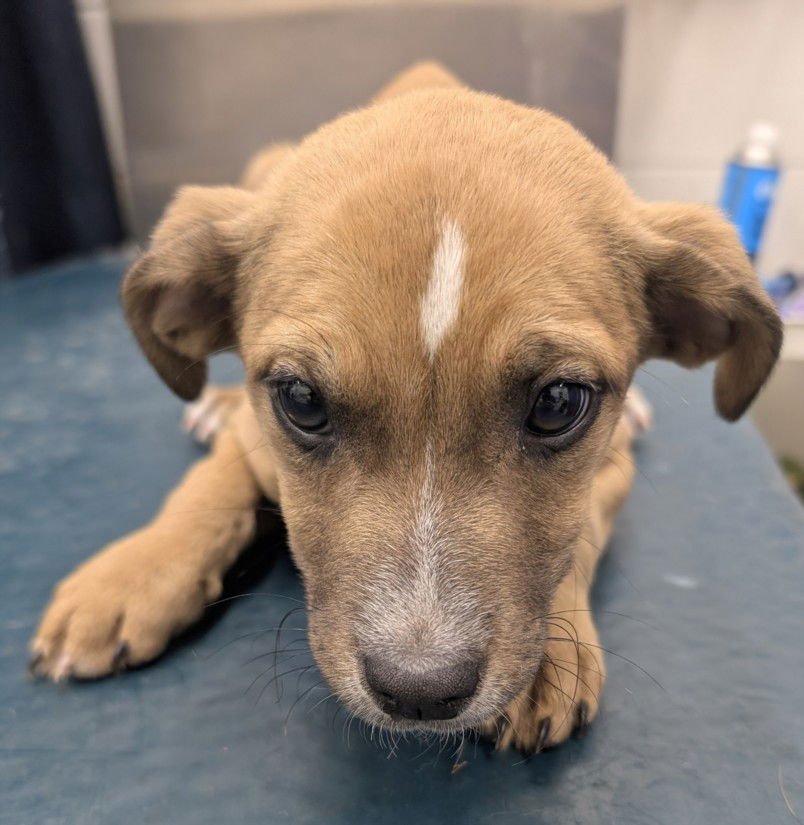 SADIE - Beagle available for adoption