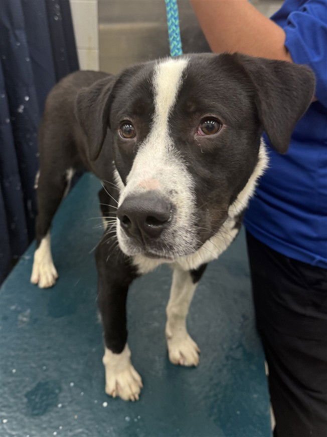 JASPER - Border Collie available for adoption