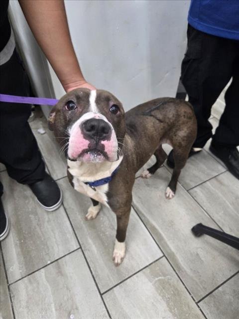 CHAMP - American Bulldog available for adoption