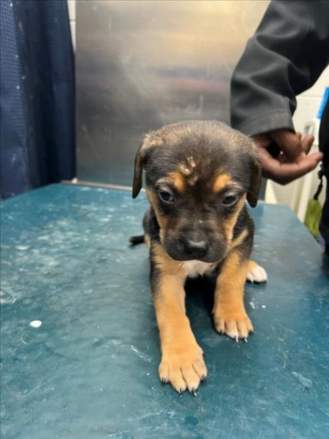 ELROY - Labrador Retriever available for adoption