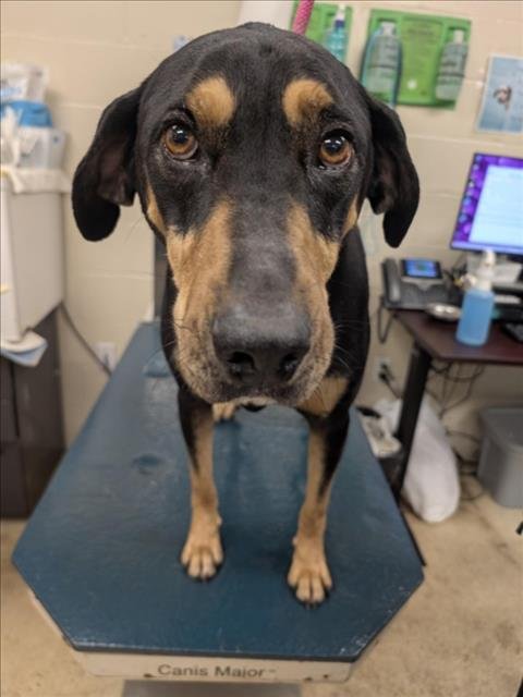 CHOCCO - Black and Tan Coonhound available for adoption