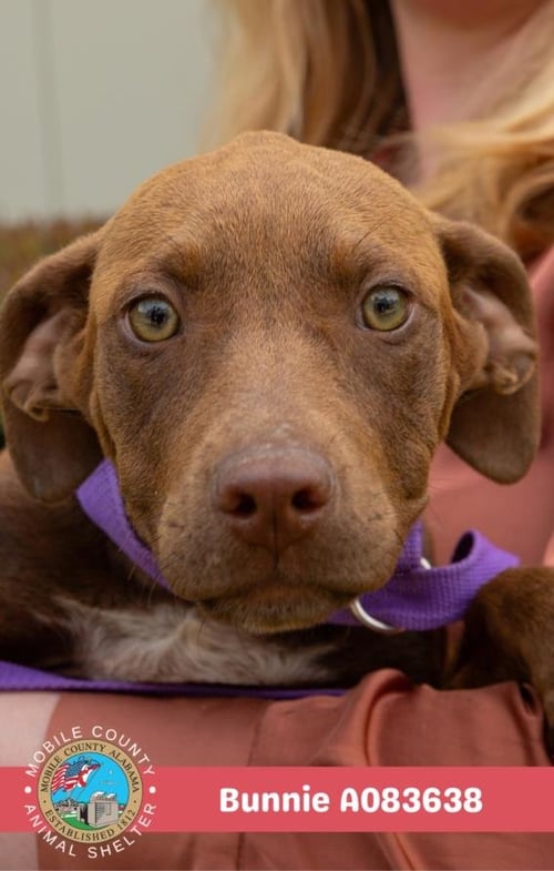 BUNNIE - Labrador Retriever available for adoption