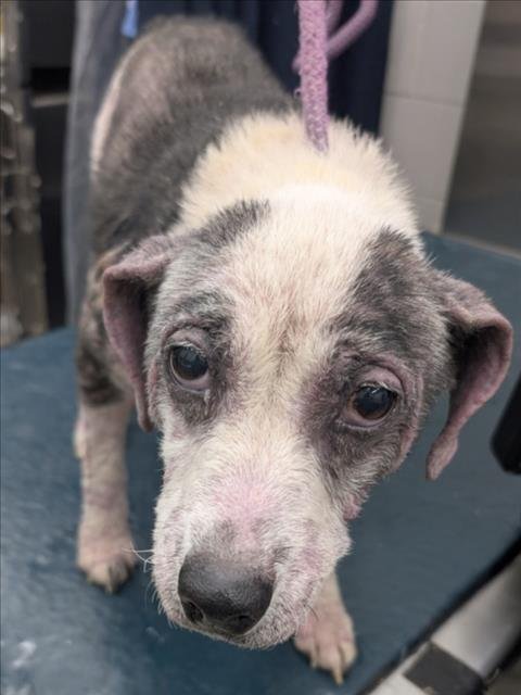 DIXIE - Labrador Retriever available for adoption