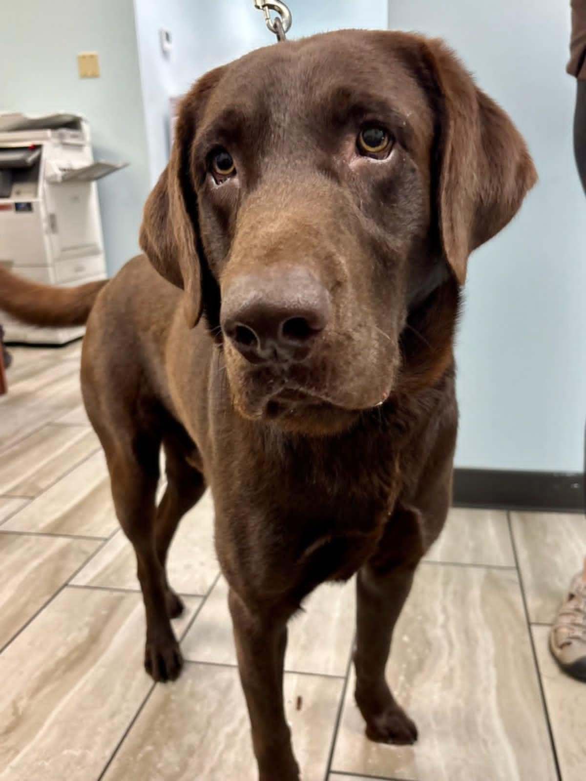 BO - Labrador Retriever available for adoption