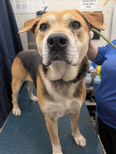 JIMMY - Black and Tan Coonhound available for adoption