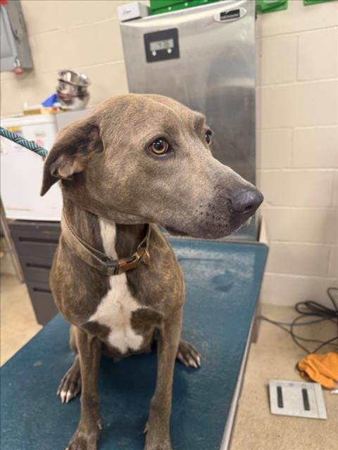 MELODY - Labrador Retriever available for adoption