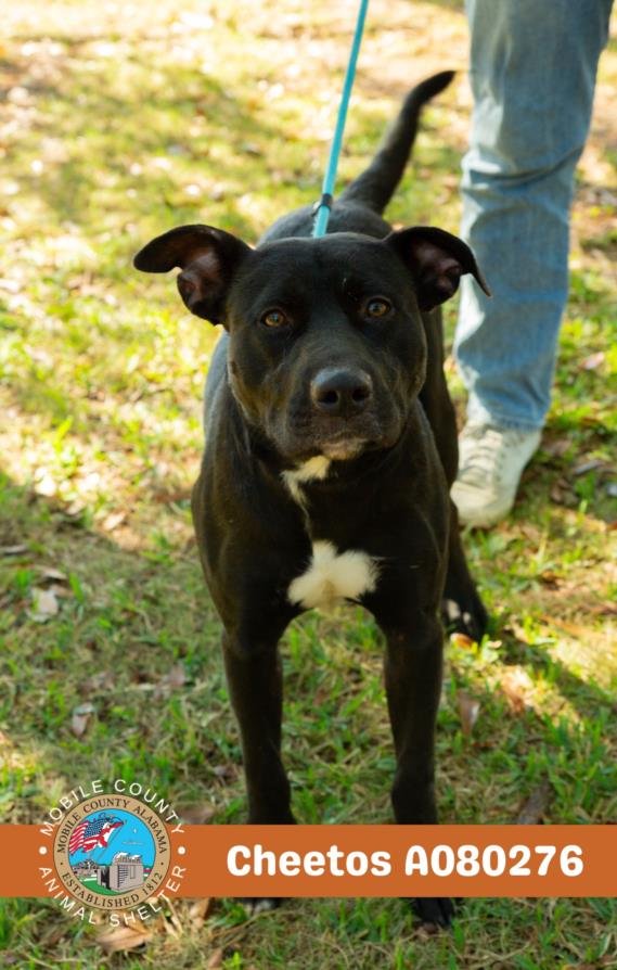 CHEETOS - Labrador Retriever available for adoption