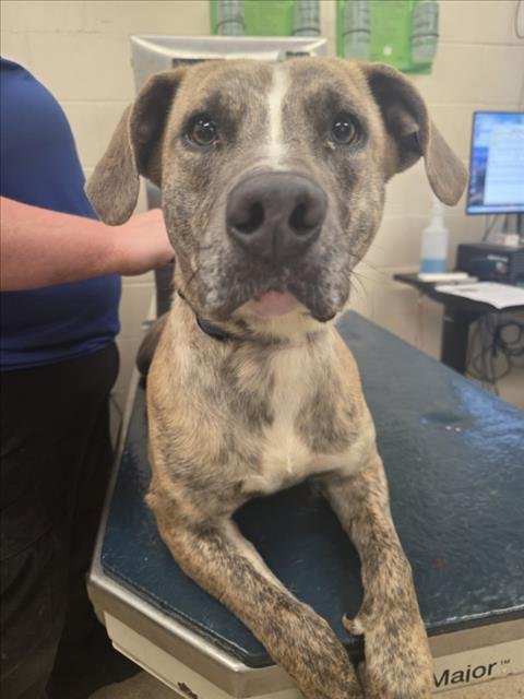 AZALIA - Plott Hound available for adoption