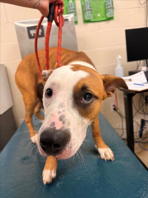 PORCHE - Bulldog available for adoption