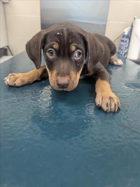 SHAY - Doberman Pinscher available for adoption