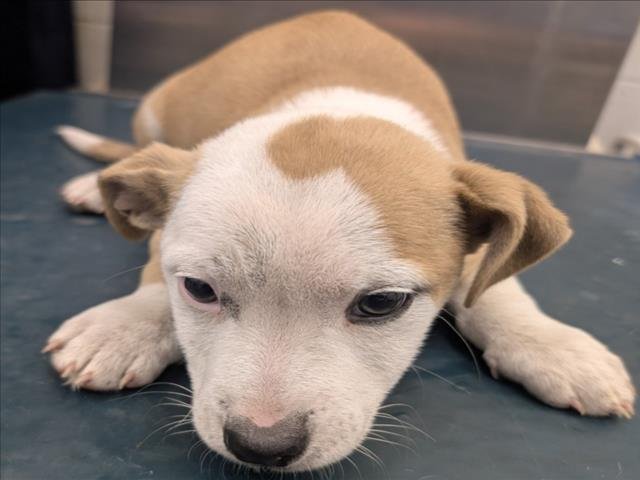 SAWYER - Beagle available for adoption