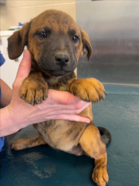 GEORGIA - Black Mouth Cur available for adoption