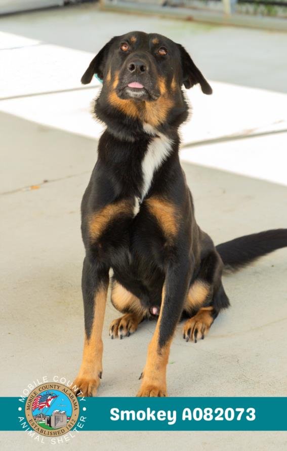 SMOKEY - German Shepherd Dog available for adoption