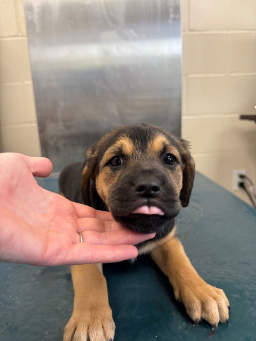 TIA - Saint Bernard available for adoption