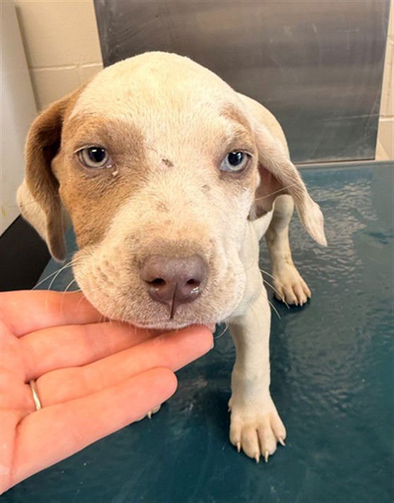 GENEVIEVE - English Pointer available for adoption