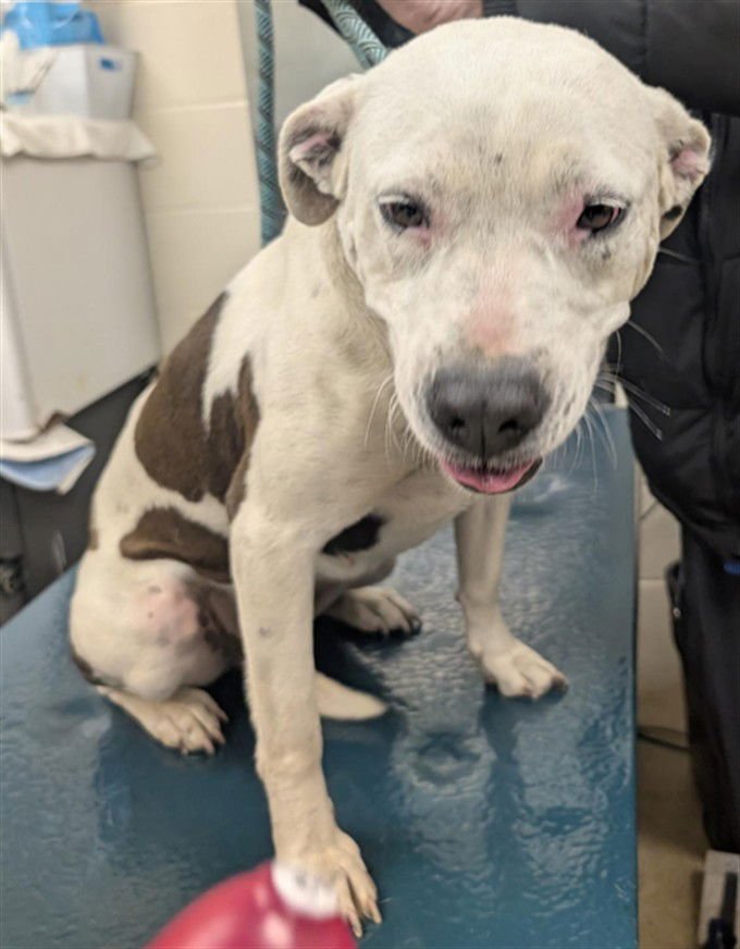 LULU - American Bulldog available for adoption