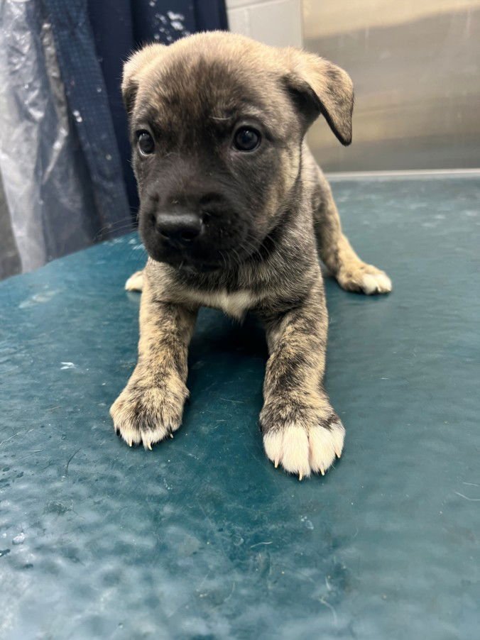 PRINCE - Husky available for adoption