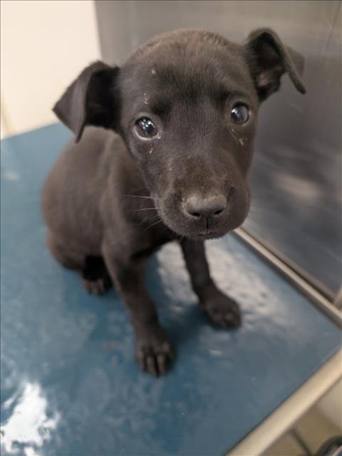 ISABELL - Bulldog available for adoption