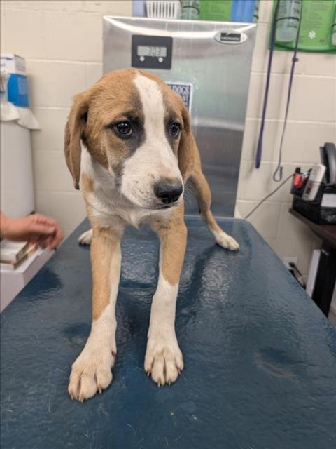 UNITY - Beagle available for adoption