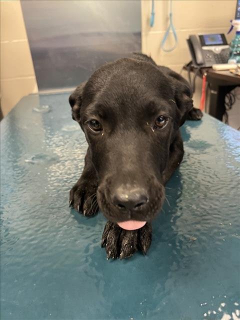 BETH - Labrador Retriever available for adoption