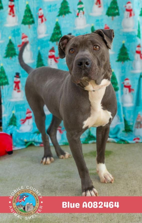 BLUE - American Bulldog available for adoption