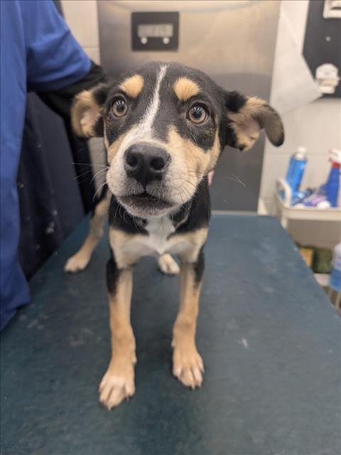 DAPHNE - Labrador Retriever available for adoption