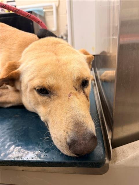 DAVEY - Labrador Retriever available for adoption