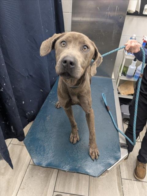 LEDDIE - Weimaraner available for adoption