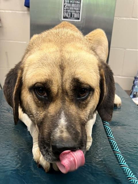 DIGGER - Anatolian Shepherd / Great Pyrenees available for adoption